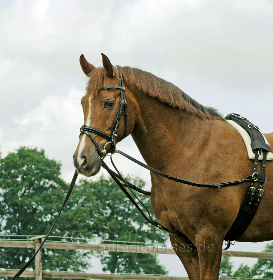 Miracle Horses Reitsportbedarf: Online-Shop rund um Pferdebedarf